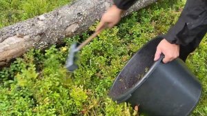 Сбор черники граблями ! Собираем ягоду в Карелии ) Будут просьбы , сниму как собирать бруснику !)
