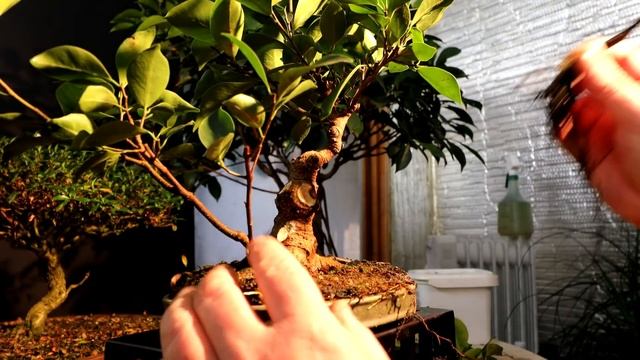 My Ficus "Cutting of a Cutting" Gets a New Style, The Bonsai Zone, April 2020 смотреть онлайн