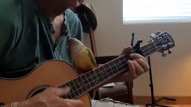 Green Cheek conure plays the uke. смотреть онлайн