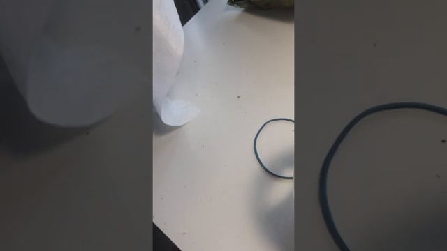 Как сделать инкубатор для яиц Ахатин 1 часть