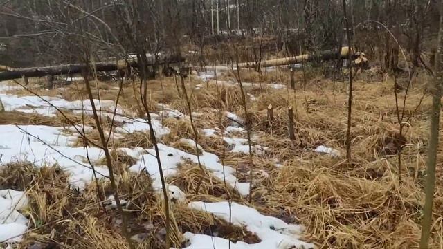 Скромный дачный домик подвергся нападению? смотреть онлайн