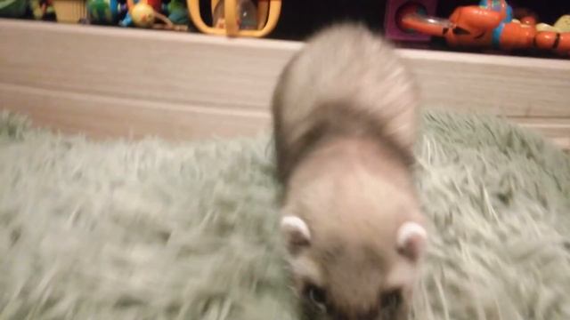 Знакомьтесь, Шкет (лесной хорь) смотреть онлайн