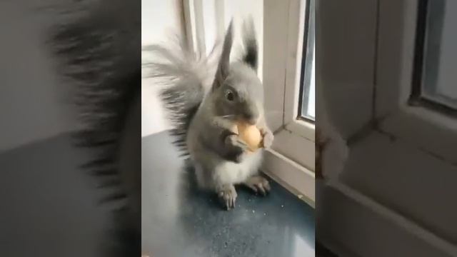 Эта белочка всегда приносит шишку, чтобы обменять на орехи смотреть онлайн