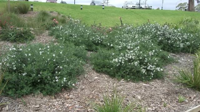 MUNDI™ Westringia is a dense groundcover with white flowers | Ozbreed Native Shrubs & Groundcovers смотреть онлайн