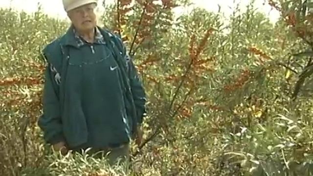 Сорта облепихи от автора смотреть онлайн