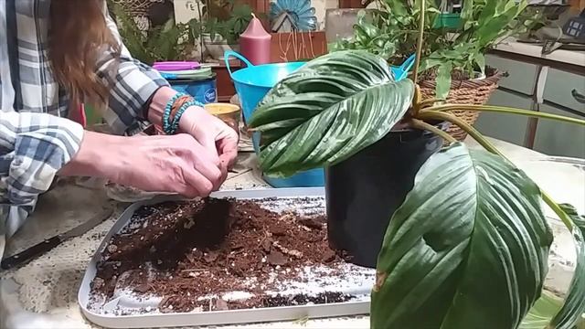 Bat Plant /Tacca /Repotting & Care :) смотреть онлайн