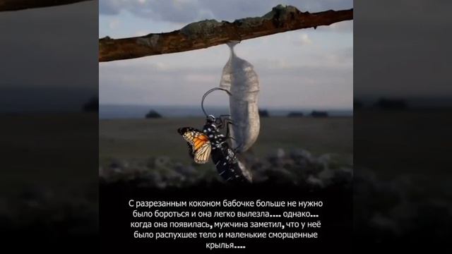 Почему не стоит бояться трудностей и проблем? Они наша сила к изменениям! смотреть онлайн