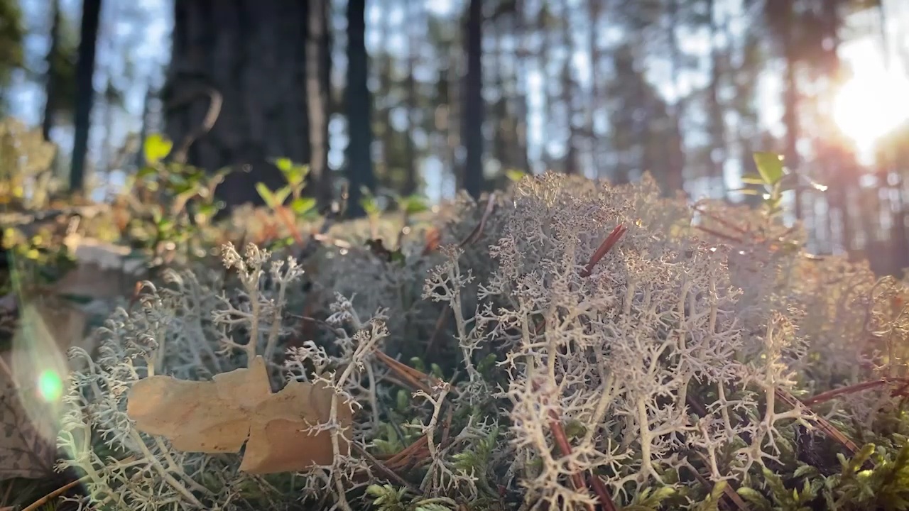 Карельский лес _ ягель смотреть онлайн
