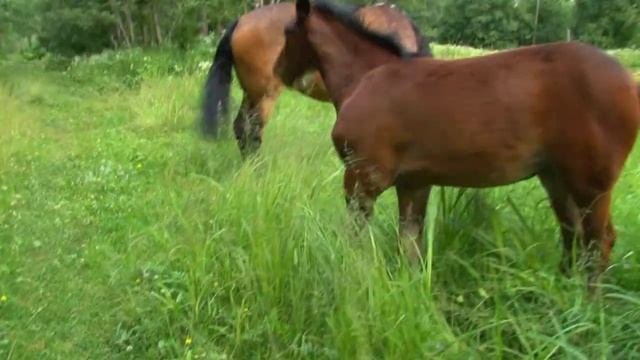 ЛОШАДКИ смотреть онлайн