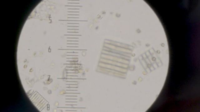 Antarctic Plankton May Save Us From Climate Change