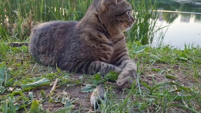 Подводный мир ??. Рыбу ловит только ЖЕНА?♂️?♀️. Печки лавочки VLOG смотреть онлайн