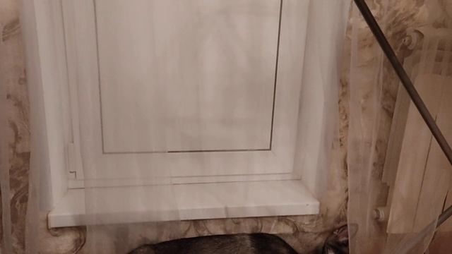 Как спит щенок хаски после прогулки на морозе! смотреть онлайн