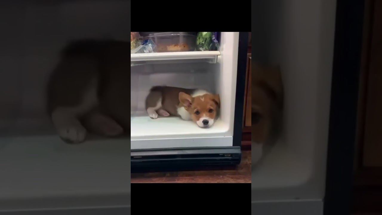 Спасаемся от жары ))) смотреть онлайн