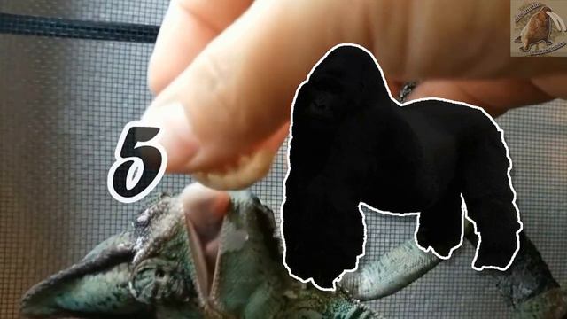 9 Mordidas más poderosas | La denfensa de la mandibula del reino animal | (Top 9) смотреть онлайн