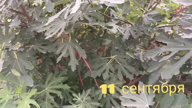ИНЖИР-2022! ОБЗОР ЗА ВЕСЬ ГОД! ХОРОШИЙ УРОЖАЙ! смотреть онлайн