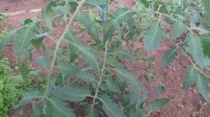 пасынок или цветочная кисть на томате, учимся различать