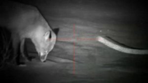 Цифровой прицел NV008SP-LRF