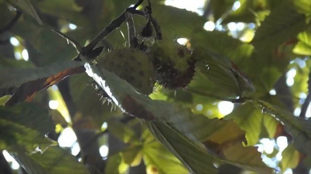 Каштаны в школьном дворе! Анапа. Сентябрь.Chestnuts in the school yard! Anapa. September. смотреть онлайн