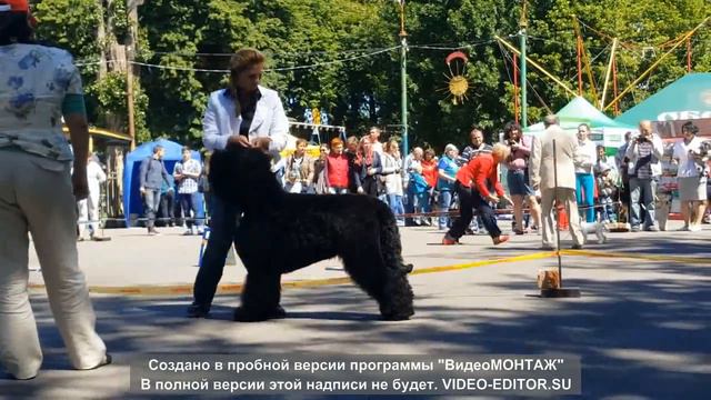 Моно РЧТ ранга ЧК. Полтава. 03.06.2017. Кобели - открытый класс. смотреть онлайн