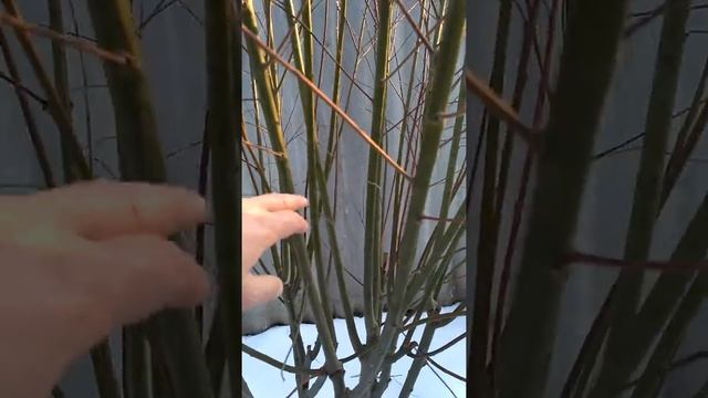Верба,котики вербы и самый ранний цвет на медонос смотреть онлайн