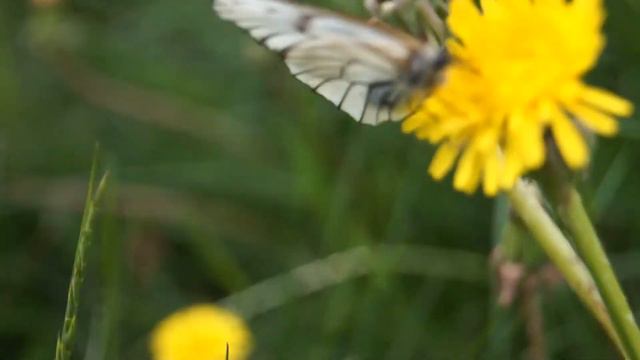 БАБОЧКА [FULL HD] смотреть онлайн