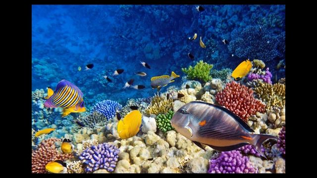 Почему Красное море назвали «красным»? смотреть онлайн