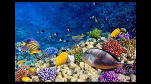 Почему Красное море назвали «красным»?