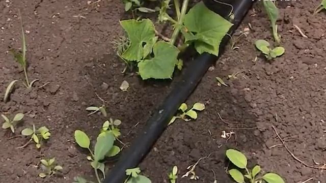Удачные заметки. Виды автоматического полива смотреть онлайн
