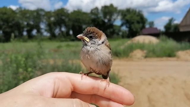 Как говорит воробей ? смотреть онлайн