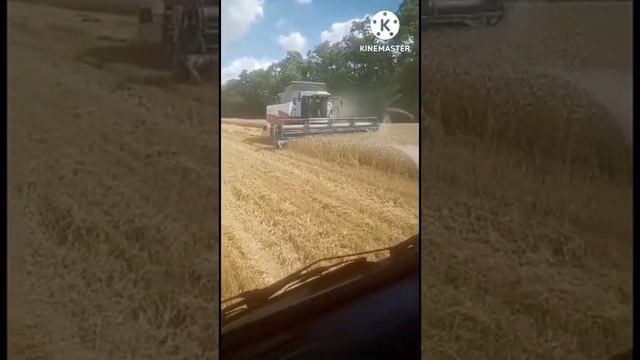 урожай 2022 Акрос 530 уборка пшеницы смотреть онлайн