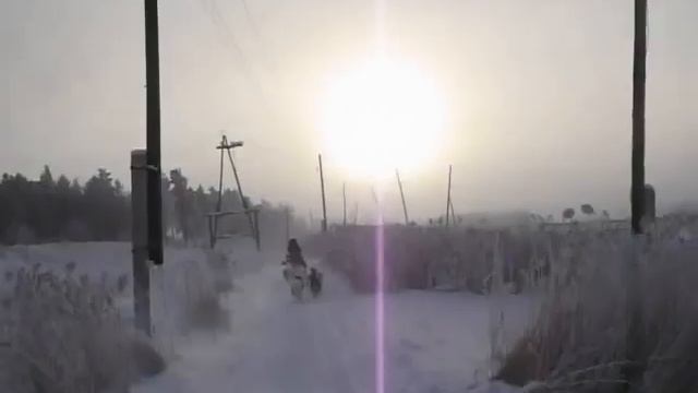 якутские лайки п-к Арктик Трэвел смотреть онлайн
