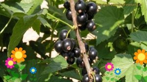 Смородина черная Катюша. Краткий обзор, описание характеристик ribes nigrum Katiusha