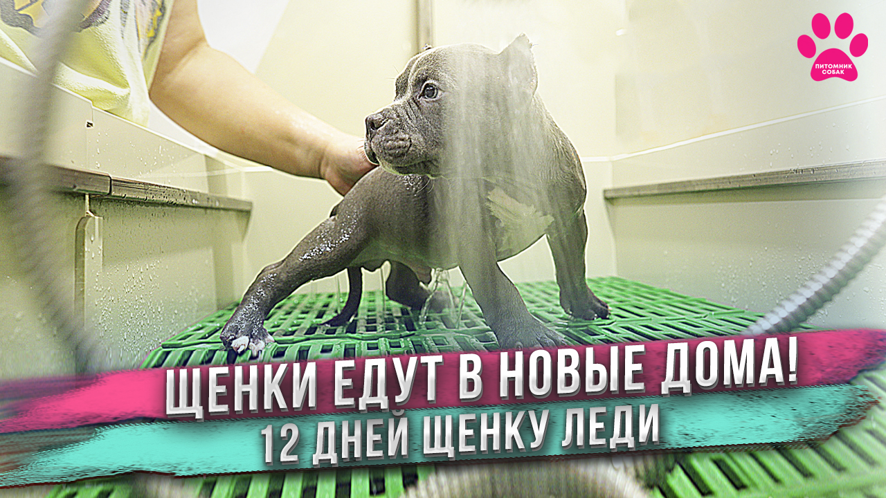 Щенки покидают питомник! Куда едут? Как их назовут? Щенку Леди 12 дней. смотреть онлайн