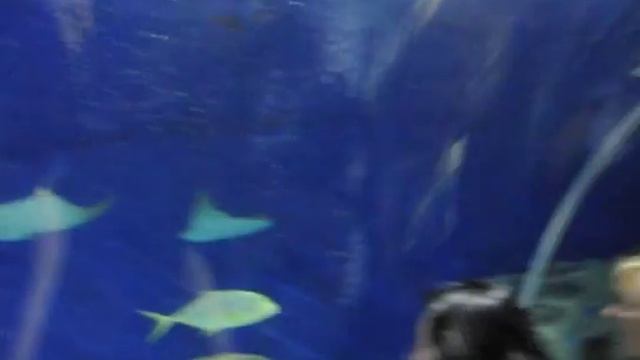 Океанариум Куала-Лумпура смотреть онлайн