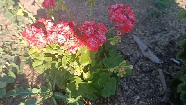 Выращивание пеларгонии в открытом грунте смотреть онлайн