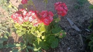 Выращивание пеларгонии в открытом грунте