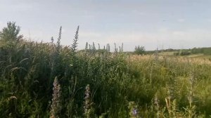 Медонос СИНЯК ОБЫКНОВЕННЫЙ .