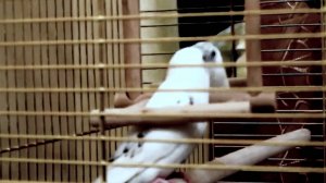 Морозко и отражение. Морозко любит играть с зеркальцем!