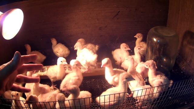 Огородный "квест", чем скоро займусь и индюшата - первые дни и итоги! смотреть онлайн