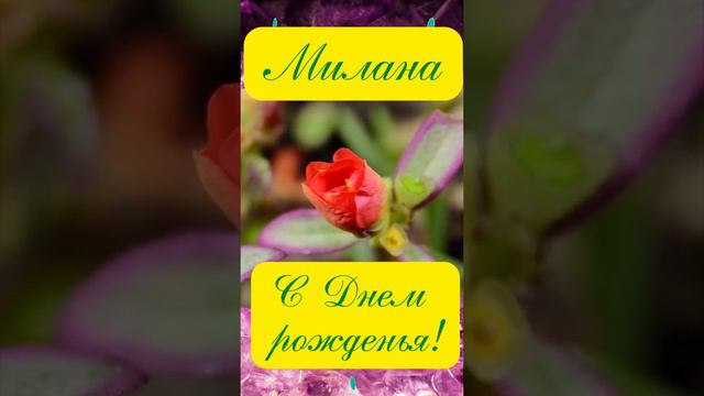 Милана, поздравляем с днем рожденья! смотреть онлайн