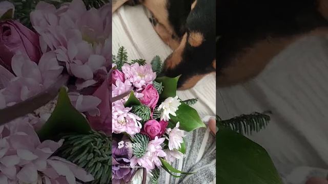 Ладуся лапуся