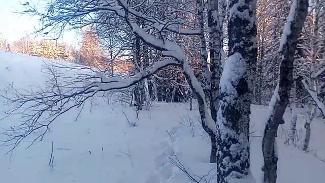 За чагой на мотособаке!! Первый выезд!! Посылка от подписчика!!!? смотреть онлайн