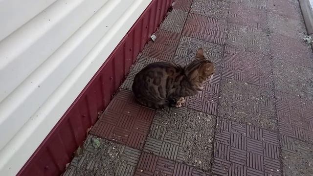 29.10. 2023 г. Откуда такие берутся?! смотреть онлайн