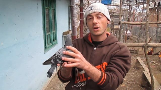 Colectia de pasari salbatice si domestice - Le-a invatat sa zboare! смотреть онлайн