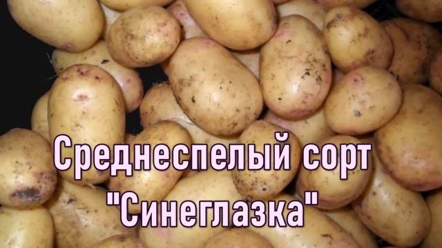 Картофель 2021. Лучшие сорта картофеля смотреть онлайн