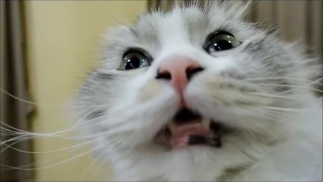 เมื่อผมเล่นคุ๊กกี้รัน - how i react when i play cookie run смотреть онлайн