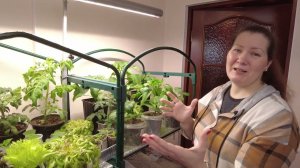 ФИТОЛАМПА БЕЗ ОБМАНА!  Новая светодиодная фитолампа полного спектра у моей рассады