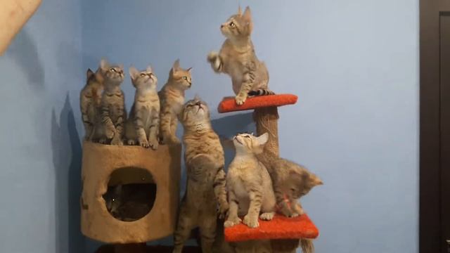 Котята Пиксибоб #пиксибоб #котята смотреть онлайн