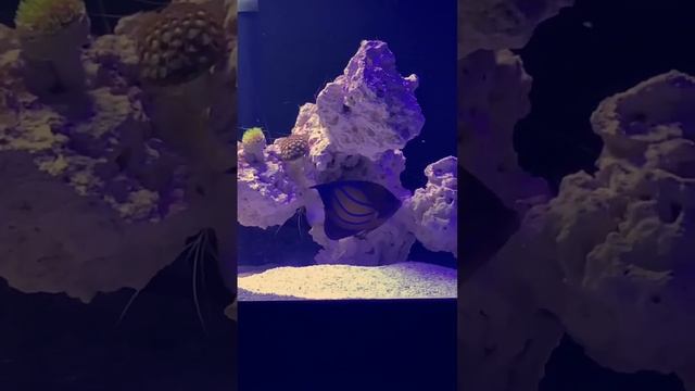 #saltwaterfishtank #saltwateraquarium #annularis #angel смотреть онлайн