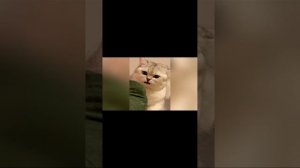 #смешные котики.